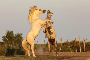camargue etalons