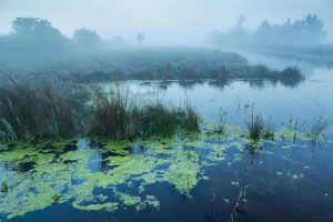 paysage brumeux