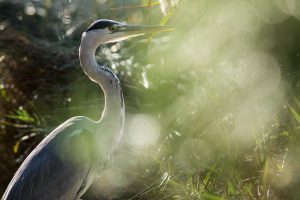 photo flamant rose