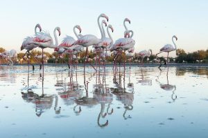 flamant rose