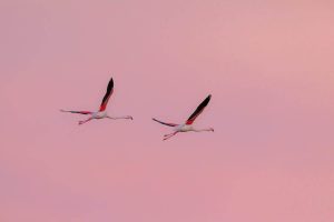 flamants rose