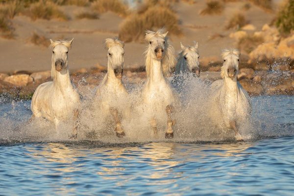 Stages Photo Cheval Camargue