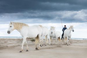 stages photo chevaux camargue