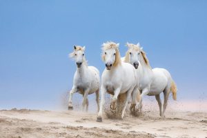 stages photo chevaux camargue
