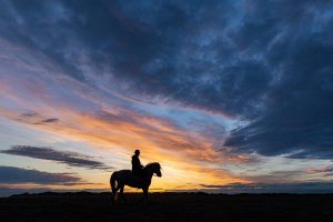 stages photo chevaux camargue
