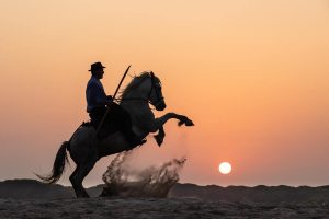 stages photo chevaux camargue