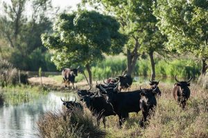 Taureaux Camargue Apprendre la Photo