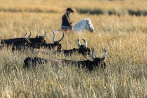 Taureaux Camargue Apprendre la Photo