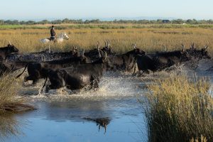 Taureaux Camargue Apprendre la Photo
