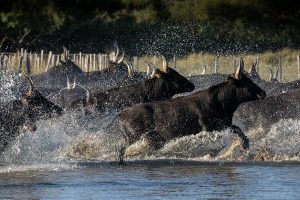 Taureaux Camargue Apprendre la Photo