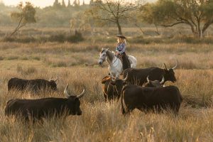 Taureaux Camargue Apprendre la Photo