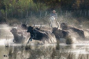 Taureaux Camargue Apprendre la Photo