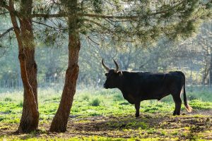 Taureaux Camargue Apprendre la Photo