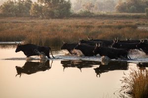 Taureaux Camargue Apprendre la Photo