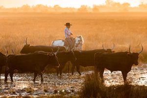 Taureaux Camargue Apprendre la Photo