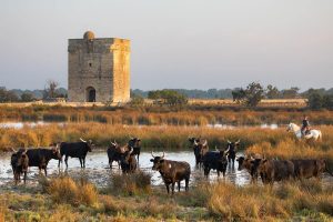 Taureaux Camargue Apprendre la Photo