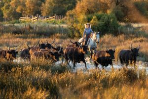 Taureaux Camargue Apprendre la Photo