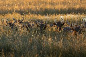 Taureaux Camargue Apprendre la Photo