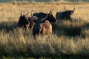 Taureaux Camargue Apprendre la Photo