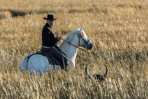 Taureaux Camargue Apprendre la Photo