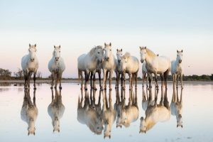 photographie de chevaux